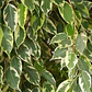 Ficus Benjamina Variegado Planta Interior  - Miniatura 3