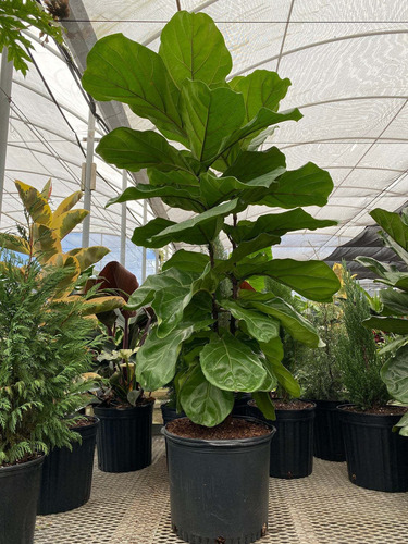 Ficus Lyrata Gomero Pera Fiddle Planta Interior 1