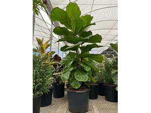 Ficus Lyrata Gomero Pera Fiddle Planta Interior