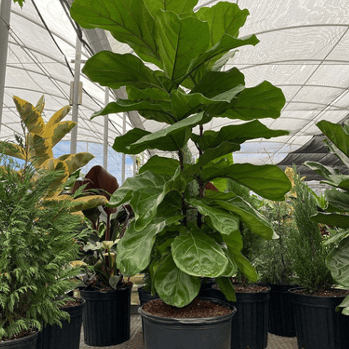 Ficus Lyrata Gomero Pera Fiddle Planta Interior 1
