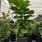 Ficus Lyrata Gomero Pera Fiddle Planta Interior - Miniatura 1