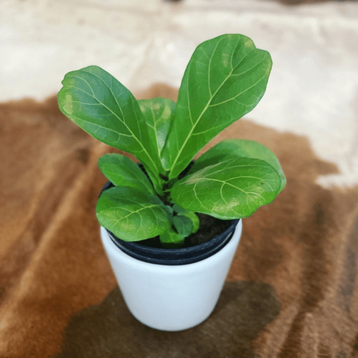 Ficus Lyrata Gomero Pera Fiddle Planta Interior 2