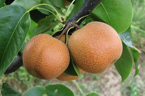 Peral Asiático Pyrus Pyrifolia Árbol Frutal Injertado 1