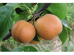 Peral Asiático Pyrus Pyrifolia Árbol Frutal Injertado