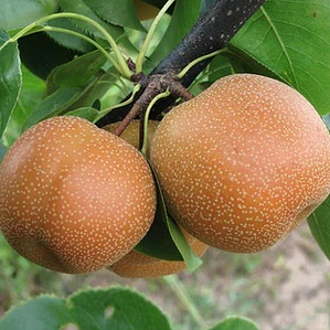 Peral Asiático Pyrus Pyrifolia Árbol Frutal Injertado
