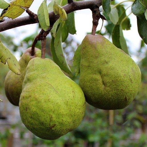 Peral Packham's Árbol Frutal Injertado 2