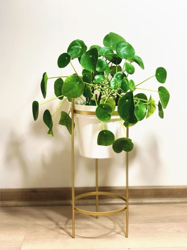 Pilea Peperomia Cucharita Grande Planta Interior 1