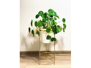 Pilea Peperomia Cucharita Grande Planta Interior