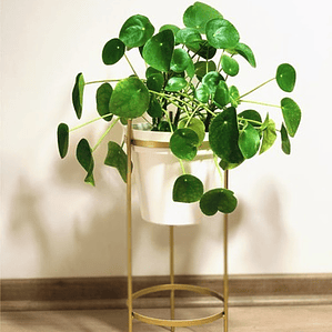Pilea Peperomia Cucharita Grande Planta Interior