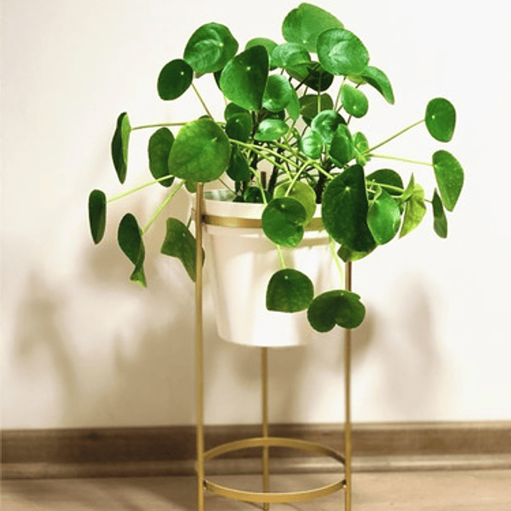 Pilea Peperomia Cucharita Grande Planta Interior 1