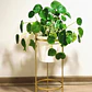 Pilea Peperomia Cucharita Grande Planta Interior - Miniatura 1