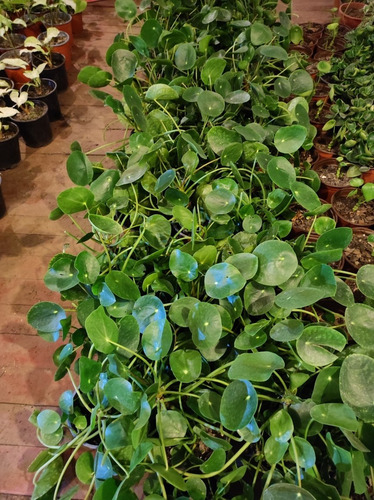 Pilea Peperomia Cucharita Grande Planta Interior 2