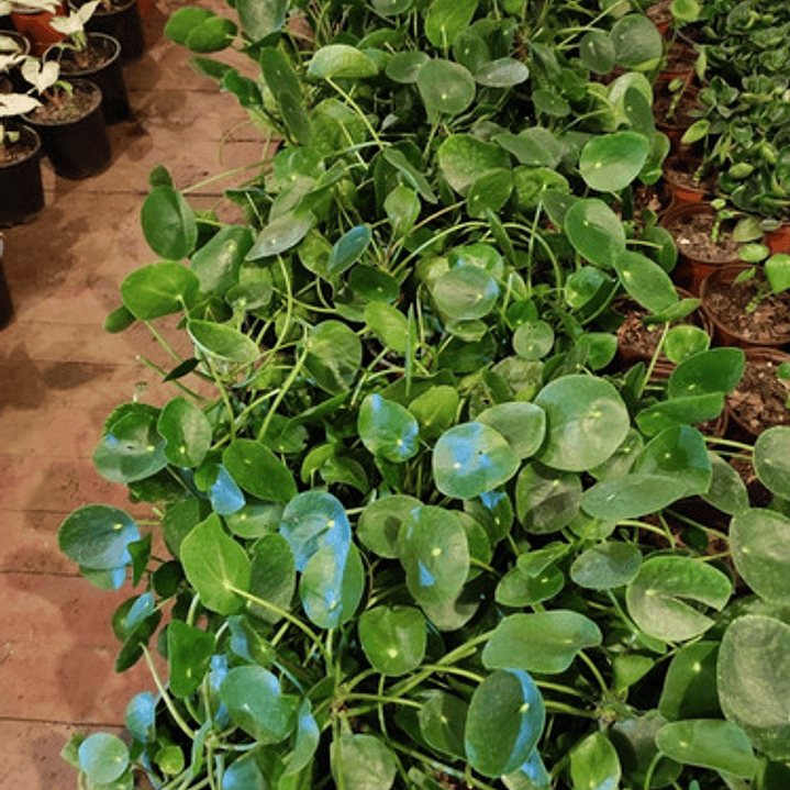 Pilea Peperomia Cucharita Grande Planta Interior 2