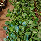 Pilea Peperomia Cucharita Grande Planta Interior - Miniatura 2