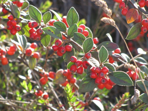 Cotoneaster Pannosus Árbol Ornamental 1