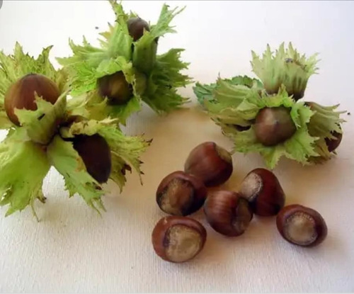 Avellano Europeo Barcelona Árbol Frutal Injertado 2