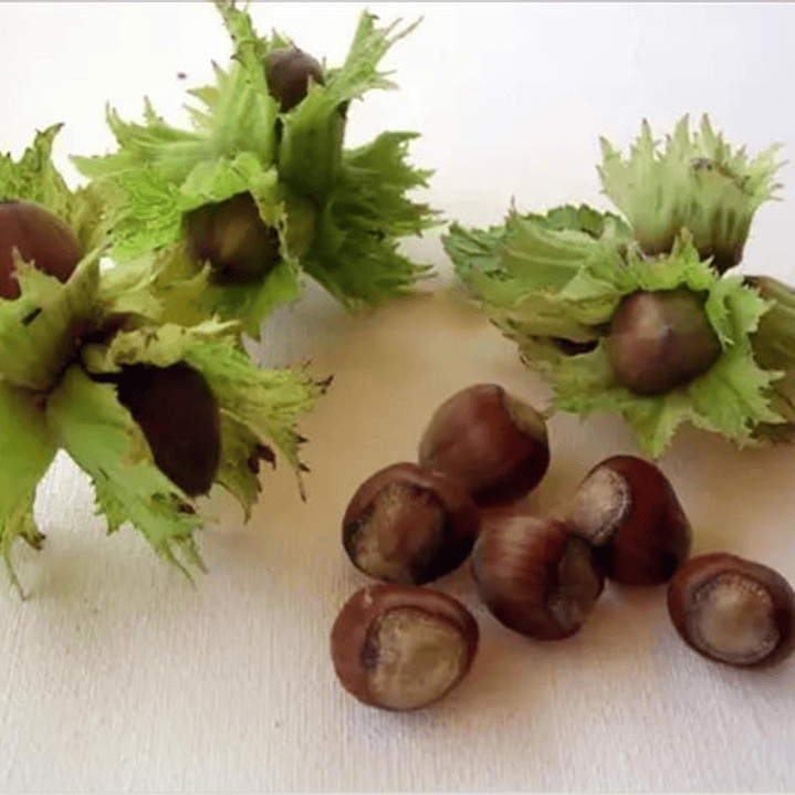 Avellano Europeo Barcelona Árbol Frutal Injertado 2