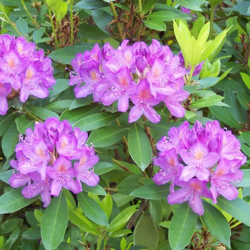 Rododendro Planta Mediano 1,5 M Ornamental Flor 1