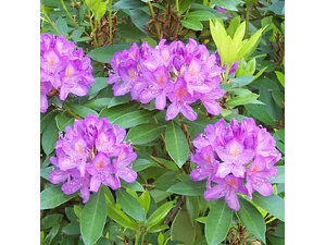 Rododendro Planta Mediano 1,5 M Ornamental Flor