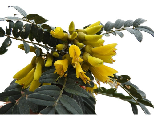 Mayú Árbol Arbusto Nativo Ornamental Sophora Macro Carpa 1