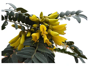 Mayú Árbol Arbusto Nativo Ornamental Sophora Macro Carpa
