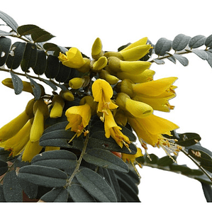 Mayú Árbol Arbusto Nativo Ornamental Sophora Macro Carpa