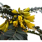 Mayú Árbol Arbusto Nativo Ornamental Sophora Macro Carpa - Miniatura 1