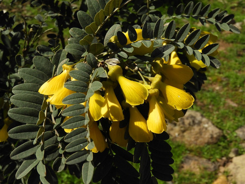Mayú Árbol Arbusto Nativo Ornamental Sophora Macro Carpa 2