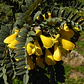 Mayú Árbol Arbusto Nativo Ornamental Sophora Macro Carpa - Miniatura 2