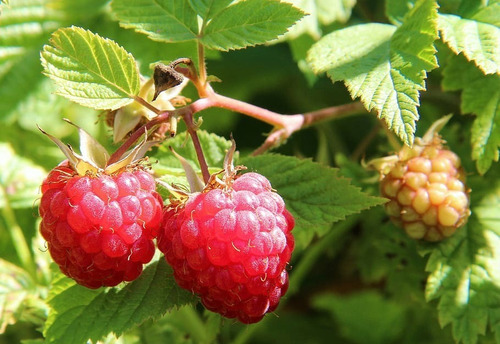 Frambueso / Frambuesa Arbusto Frutal  1
