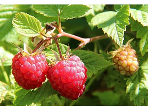 Frambueso / Frambuesa Arbusto Frutal 