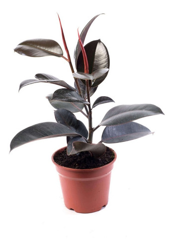 Gomero Ficus Burgundy Elástica S Planta Interior  1