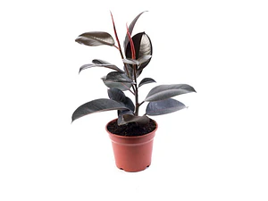 Gomero Ficus Burgundy Elástica S Planta Interior 