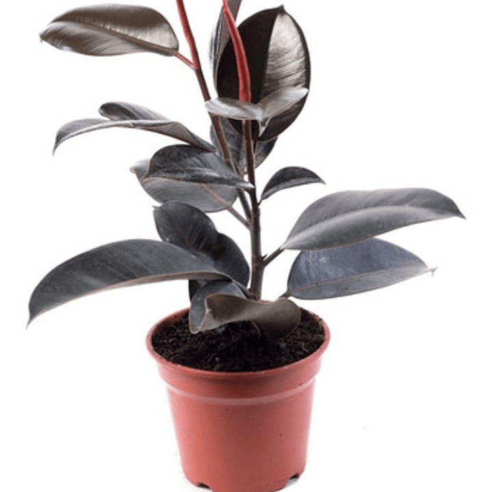 Gomero Ficus Burgundy Elástica S Planta Interior  1