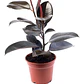 Gomero Ficus Burgundy Elástica S Planta Interior  - Miniatura 1