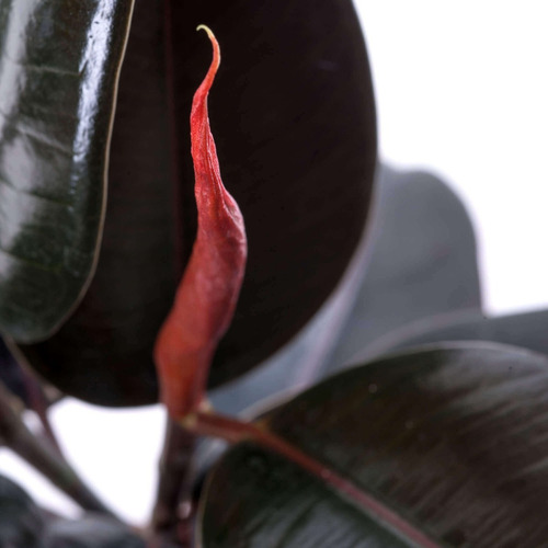 Gomero Ficus Burgundy Elástica S Planta Interior  3