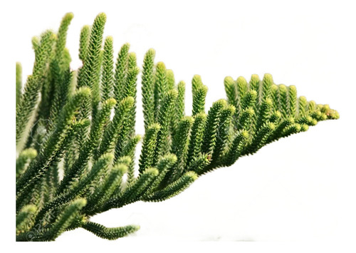 Araucaria Excelsa / Heterophylla Árbol Ornamental 1