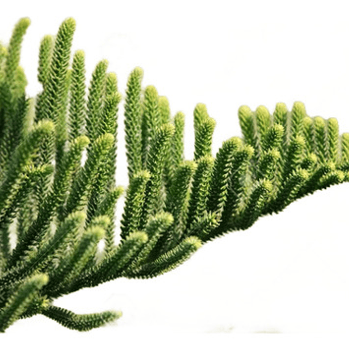Araucaria Excelsa / Heterophylla Árbol Ornamental 1