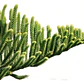 Araucaria Excelsa / Heterophylla Árbol Ornamental - Miniatura 1
