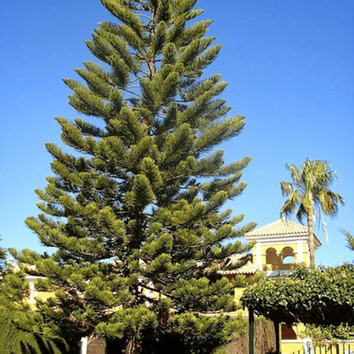 Araucaria Excelsa / Heterophylla Árbol Ornamental 2