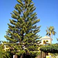 Araucaria Excelsa / Heterophylla Árbol Ornamental - Miniatura 2