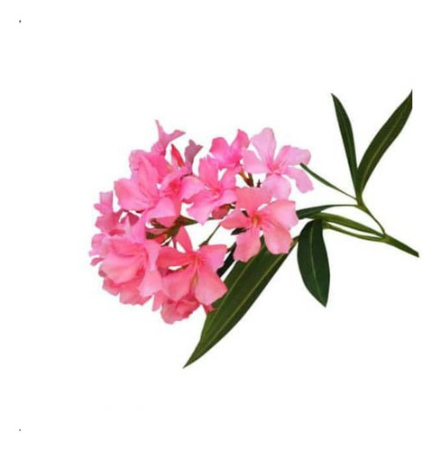 Laurel De Flor Fucsia Adelfa Arbusto Ornamental 1