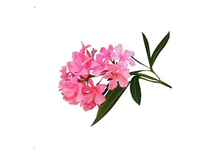 Laurel De Flor Fucsia Adelfa Arbusto Ornamental