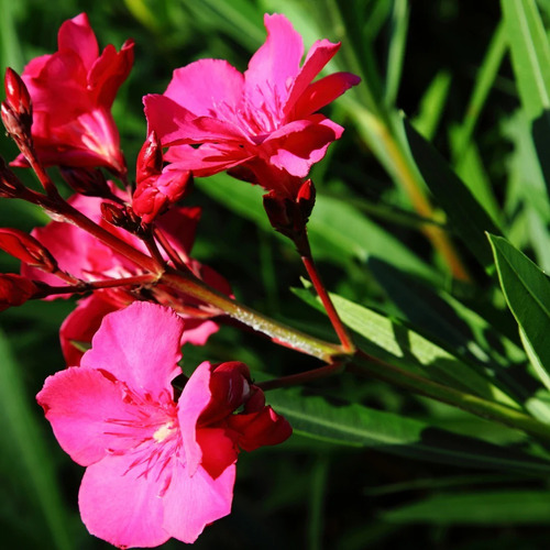 Laurel De Flor Fucsia Adelfa Arbusto Ornamental 2