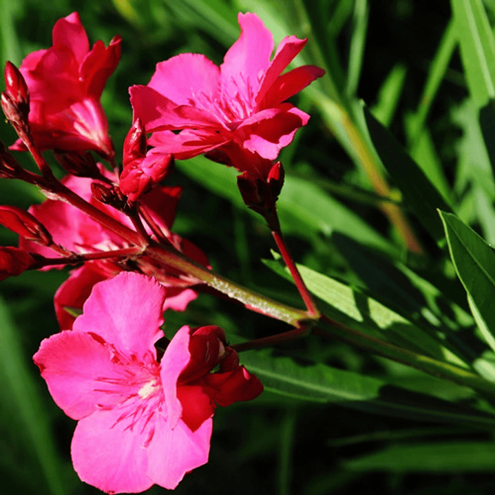 Laurel De Flor Fucsia Adelfa Arbusto Ornamental 2