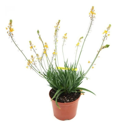 Pack De 10 Bulbine Frutescens Naranjo Planta Ornamental 1