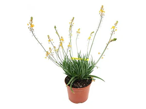 Pack De 10 Bulbine Frutescens Naranjo Planta Ornamental