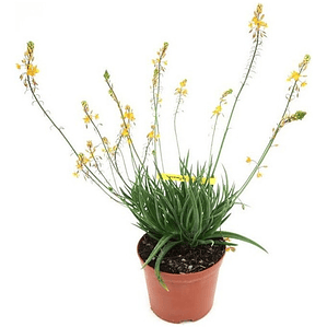 Pack De 10 Bulbine Frutescens Naranjo Planta Ornamental