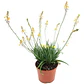 Pack De 10 Bulbine Frutescens Naranjo Planta Ornamental - Miniatura 1
