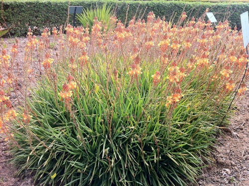 Pack De 10 Bulbine Frutescens Naranjo Planta Ornamental 2